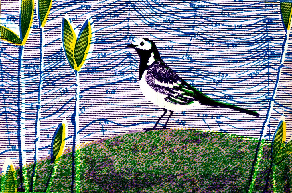 Birds "Wagtail"
